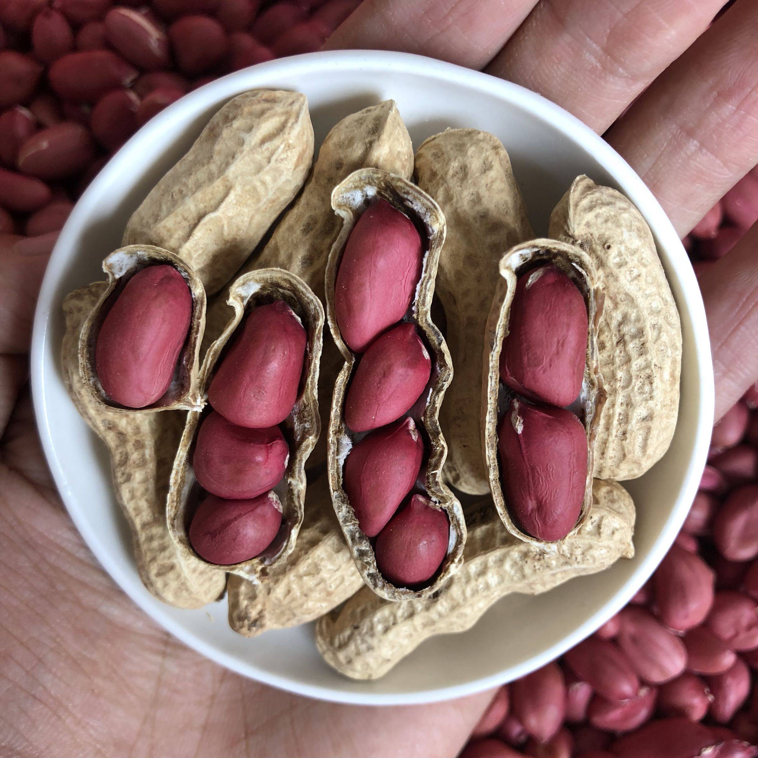 花生红皮新花生新鲜现挖农家自种带壳晒干水煮花生