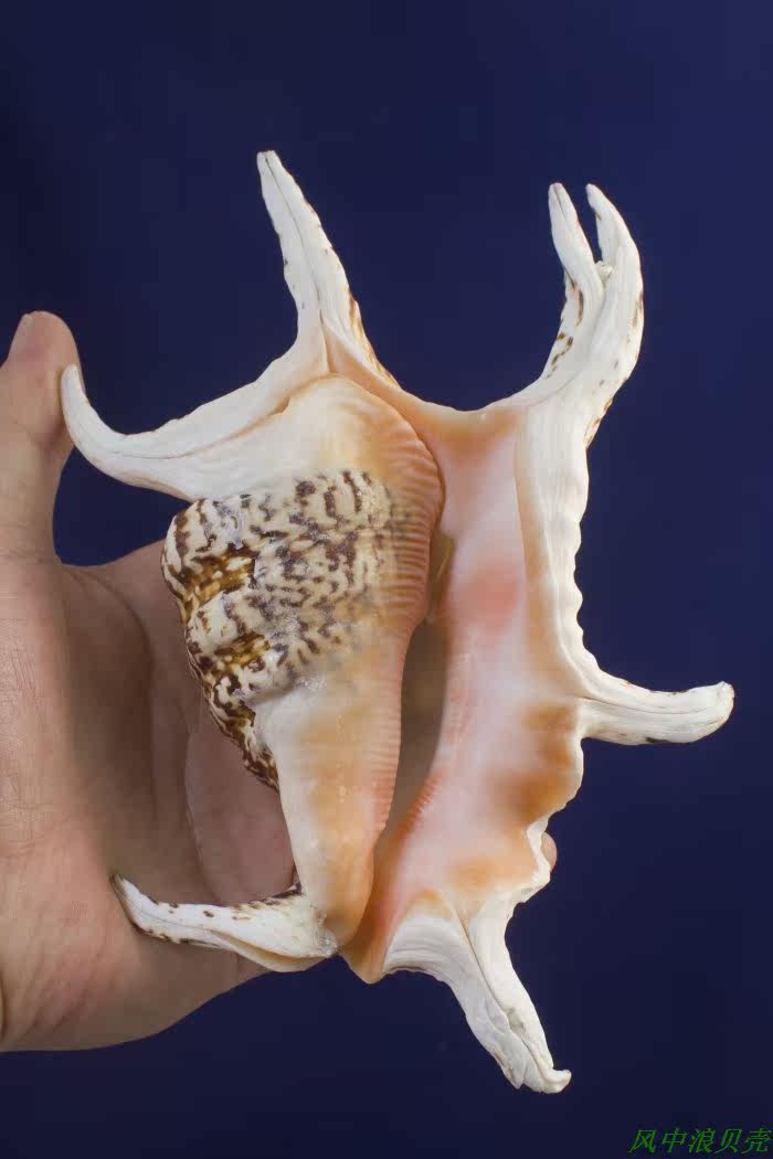 风中畸形六角螺水字天然收藏贝壳海螺创意礼物镇海螺