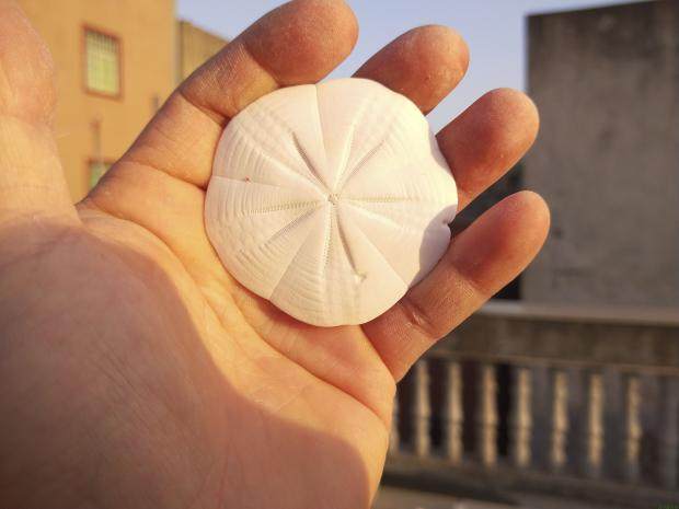 沙钱海胆干净天然贝壳海螺标本收藏装饰品摆件海螺