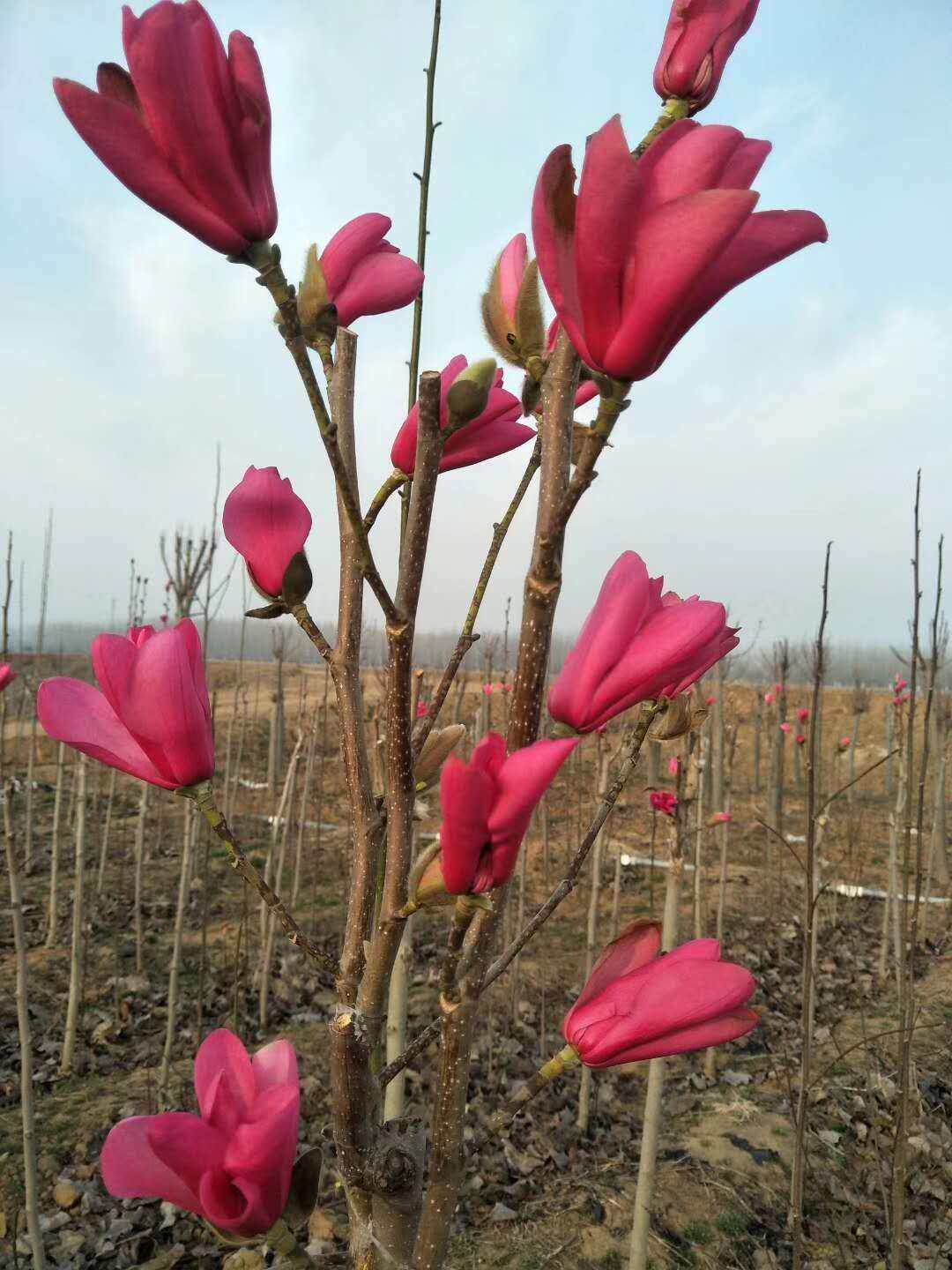 娇红一号玉兰玉兰花树苗矮化新品种庭院风景绿化绿植