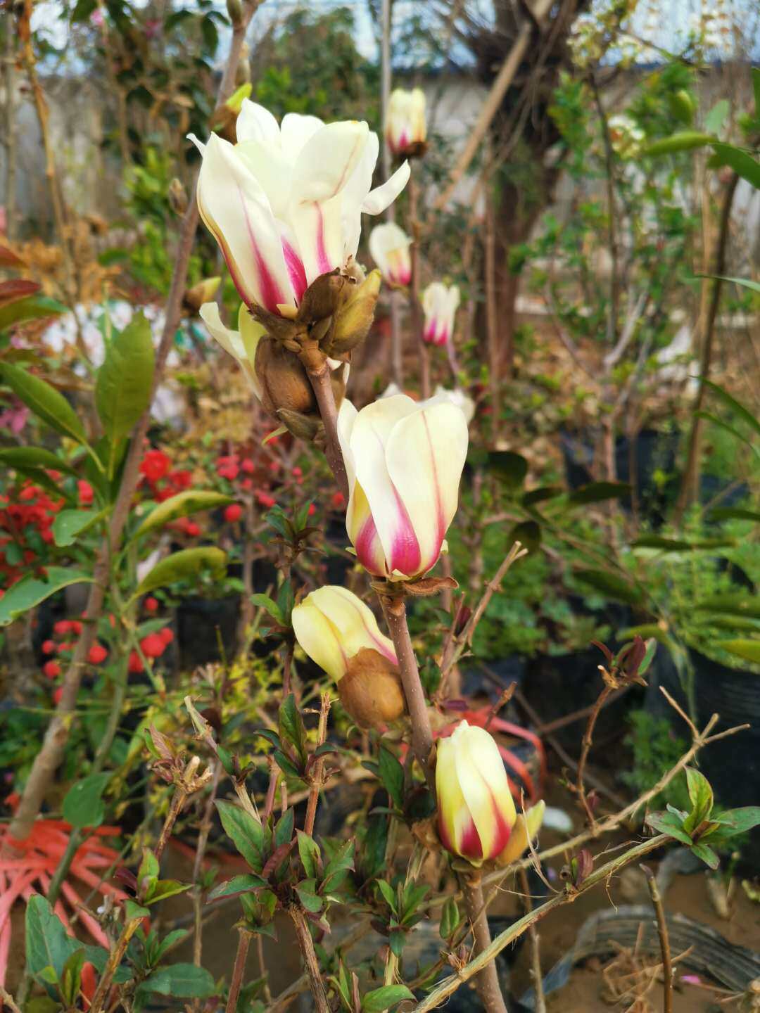 日出玉兰树苗木兰玉兰花矮化玉兰庭院绿化地栽绿化苗木乔木植物