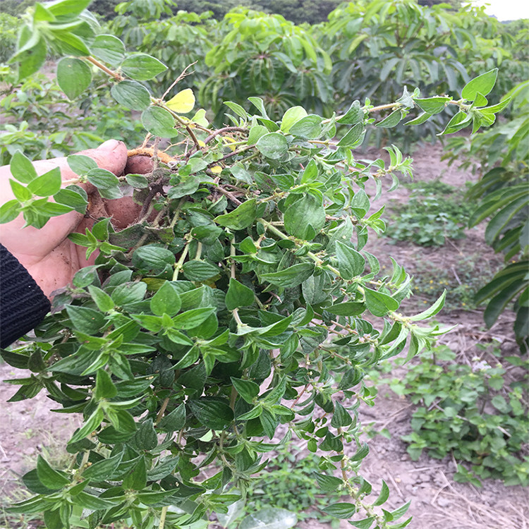 今年自晒雾水糯米拔脓地清散脓中草药500克包邮其他药食同源食品
