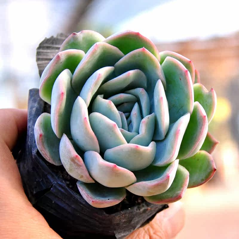 gt植物 多肉植物粉月影多肉 月影系中大型肉肉盆栽 满48包邮