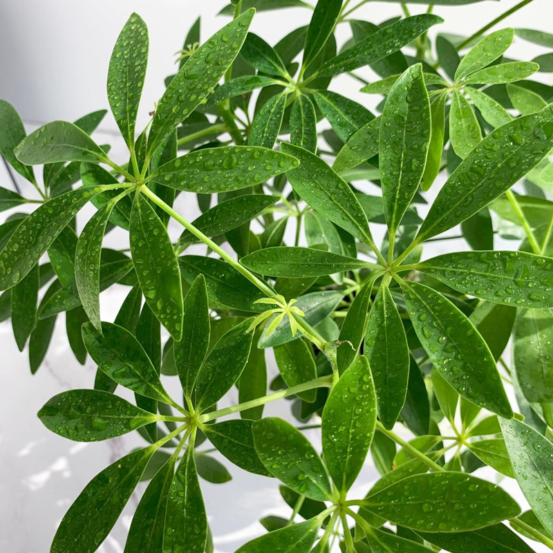 八方来财鸭爪木盆栽室内甲醛绿植鸭脚木七叶莲鹅掌绿植