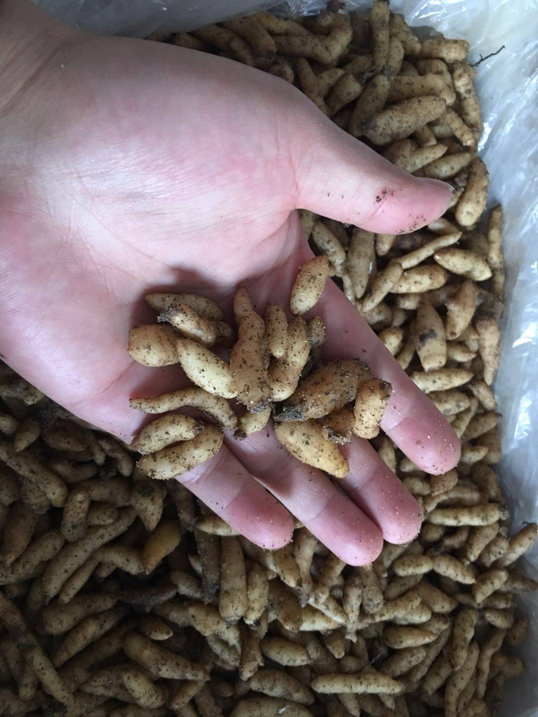 秦岭天麻种子 0代花粉种子 2米子现挖现发包邮