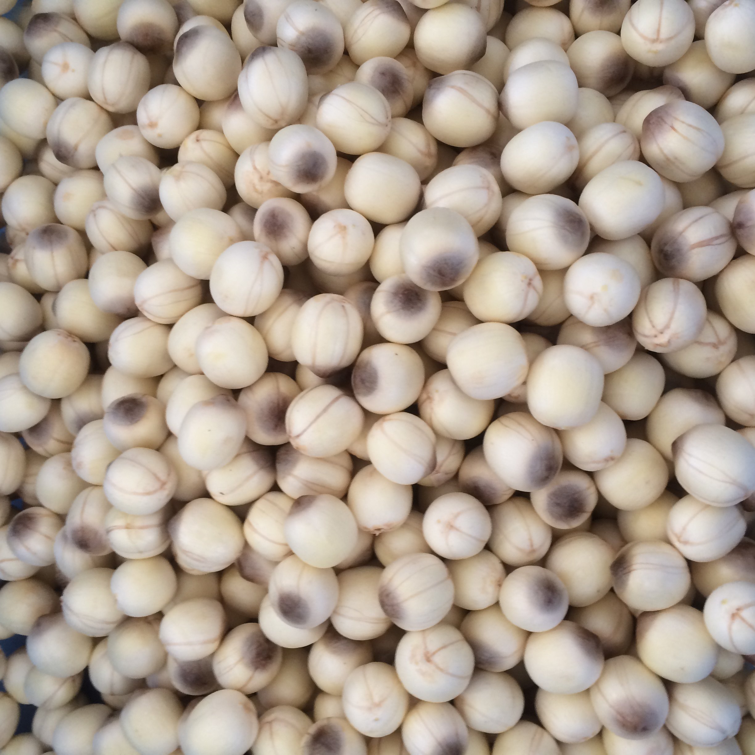 莲子成熟米新新鲜莲蓬褐色色带带芯莲米现摘新鲜莲蓬