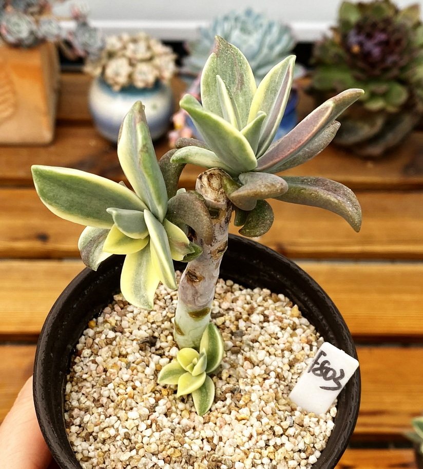 植物粉黛多肉带锦肉肉过头9cm一物一拍新手多肉植物