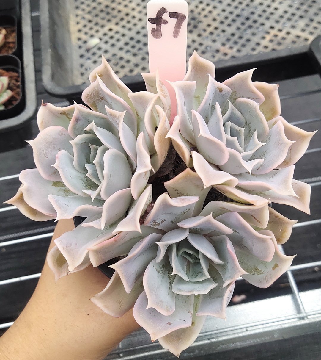 多肉植物可爱多蓝鲸沙漠骆驼厘米有根一物一拍肉肉多肉植物