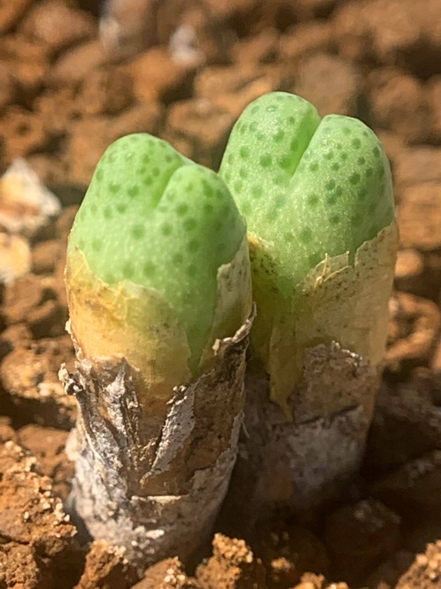 多肉星空花园植物番杏科斑马1611稀少超美一物多肉植物