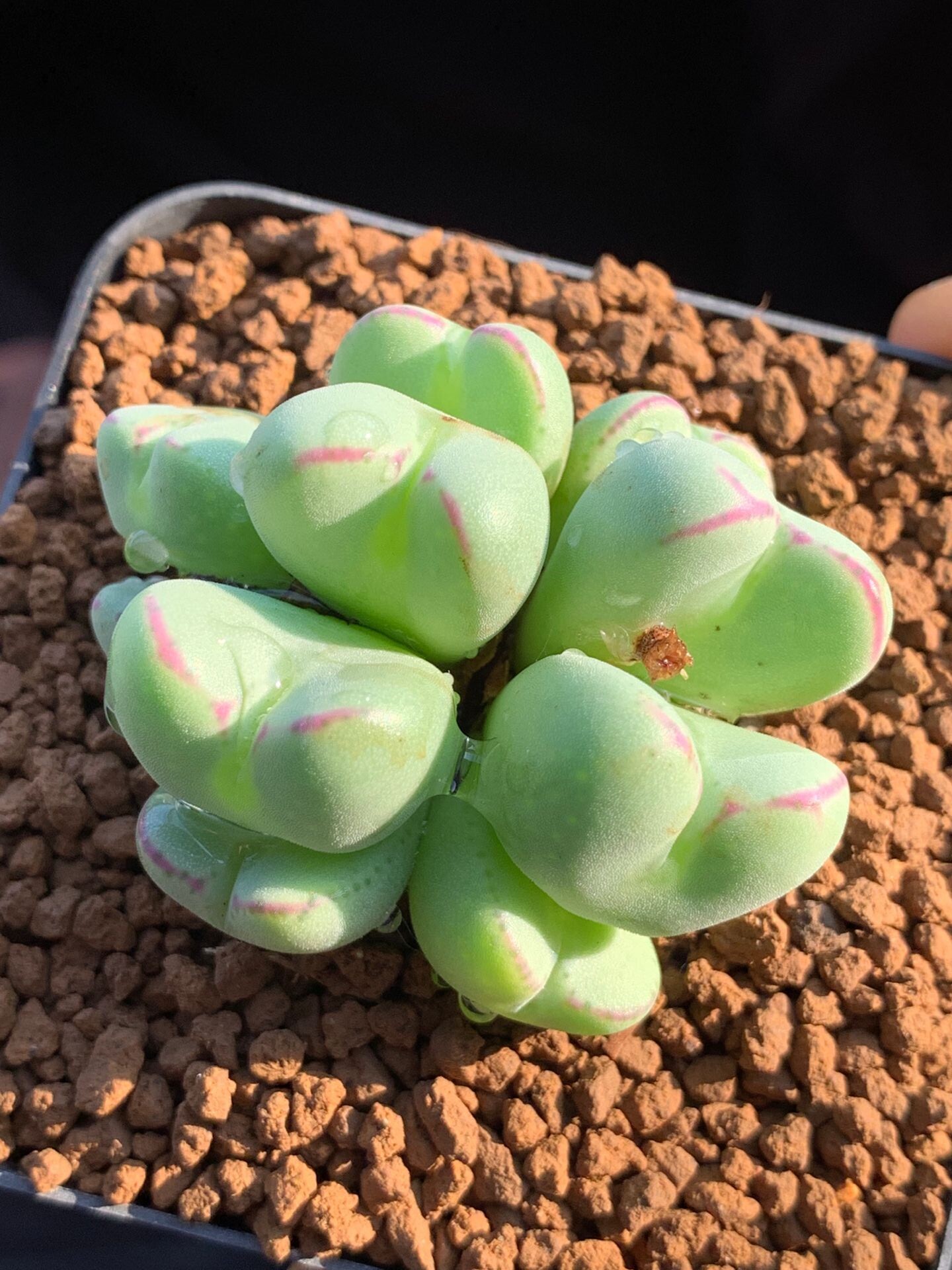 多肉星空花园植物番杏科原产地心形肉锥群生超美多肉植物