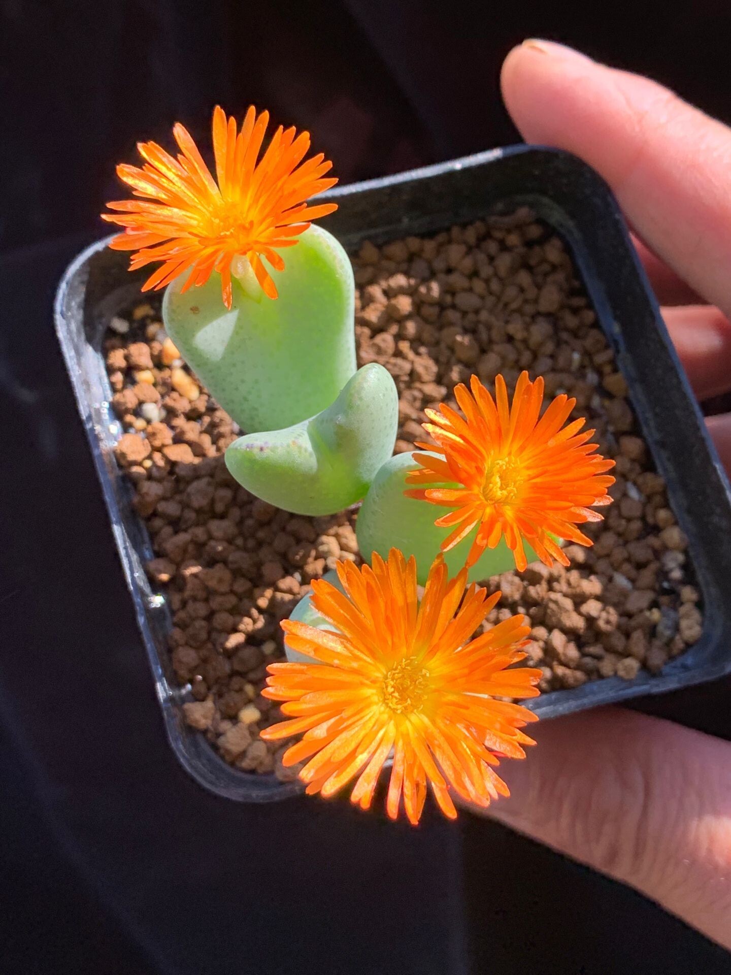 多肉星空花园植物番杏科橙花少将群生母本超美多肉植物