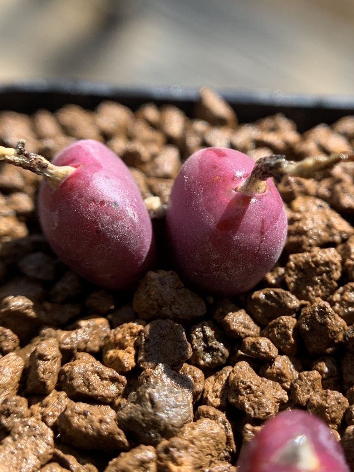 多肉星空花园植物番杏科稀少红豆超美一物一拍多肉植物