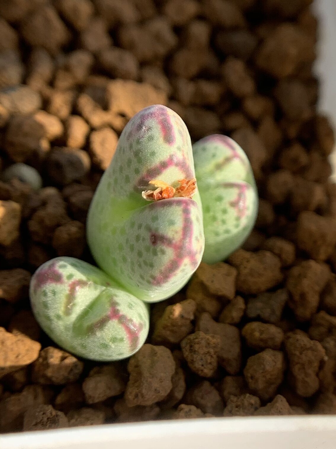 多肉星空花园植物番杏科斑马母本cmarginatum超美一物多肉植物