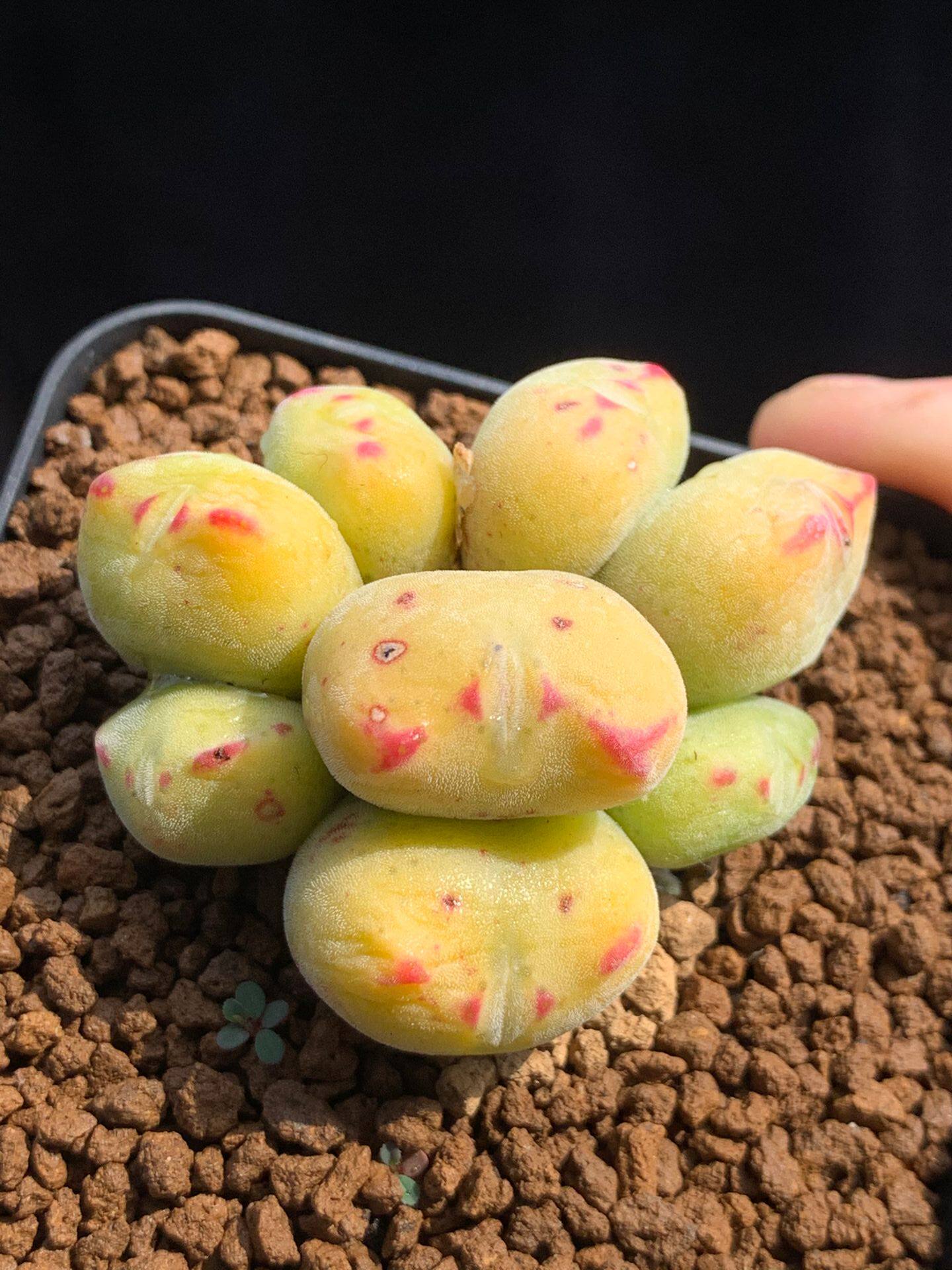 星空花园多肉植物番杏科口笛精品毛口笛群生一物多肉植物