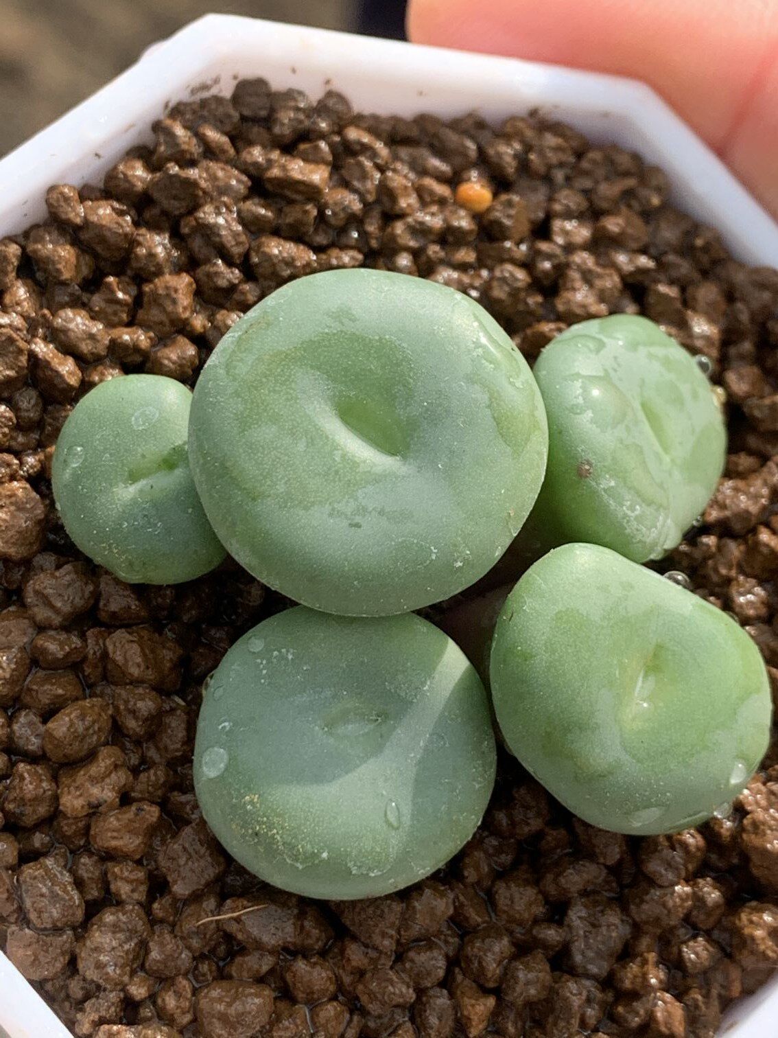 多肉星空花园植物番杏科大饼群生超美一物一拍多肉植物