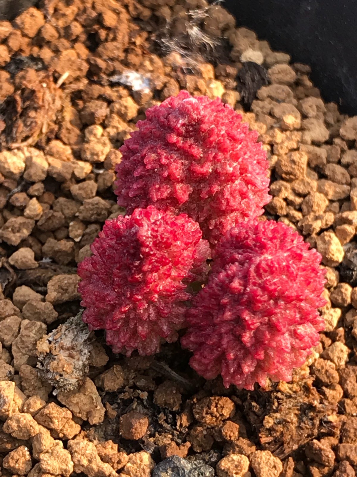 多肉星空花园植物天锦章朱紫玉成7年生超美一物多肉植物