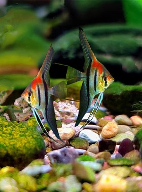 淡水鱼活体红背埃及红魔仙苗神仙鱼