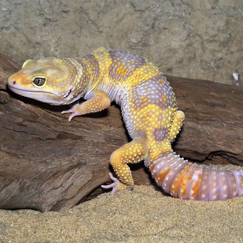 豹纹守宫另类宠物异宠活体爬虫小型易养奇异特色爬宠