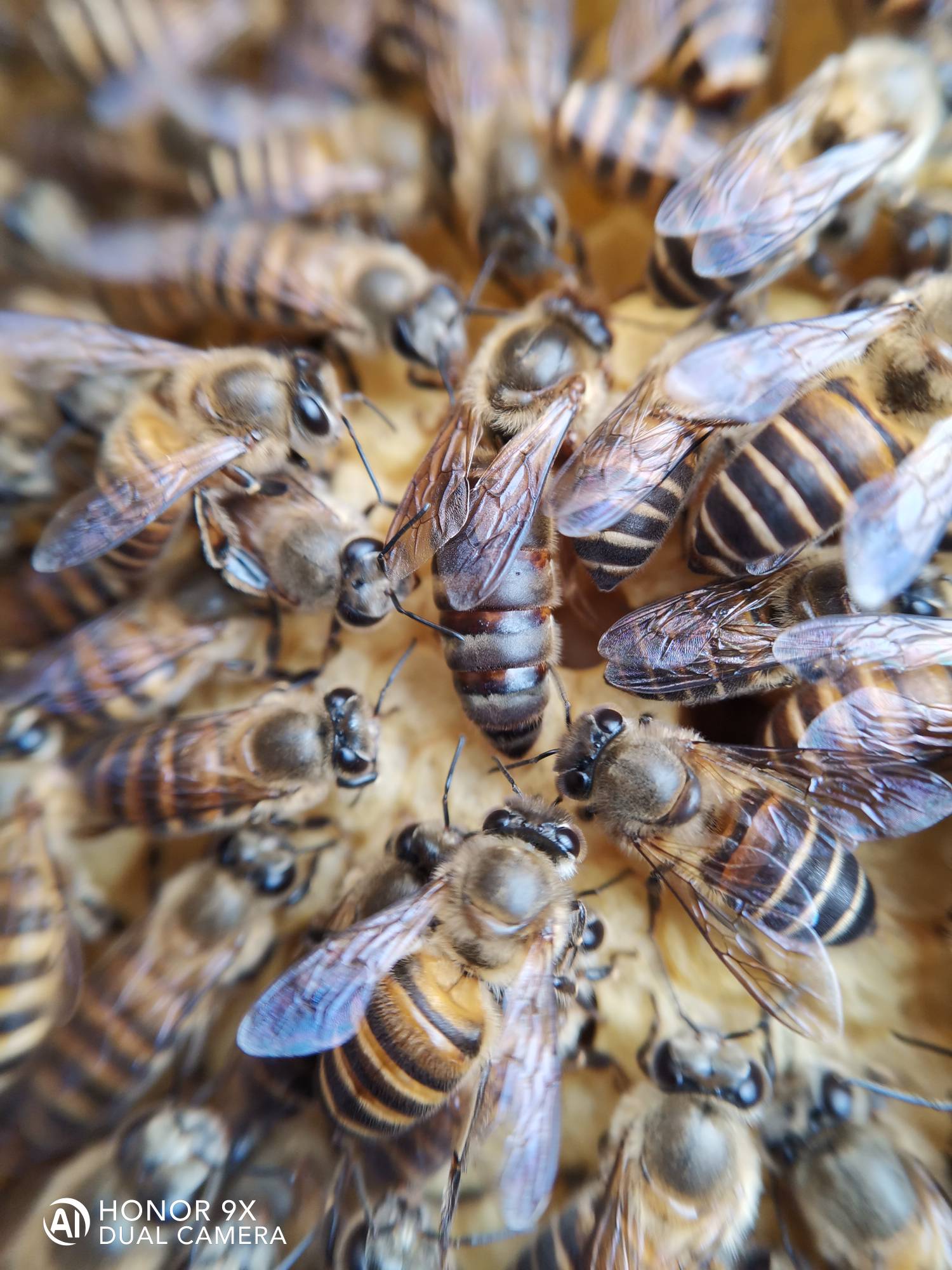 中蜂养殖技术 | 中蜂的优点和缺点