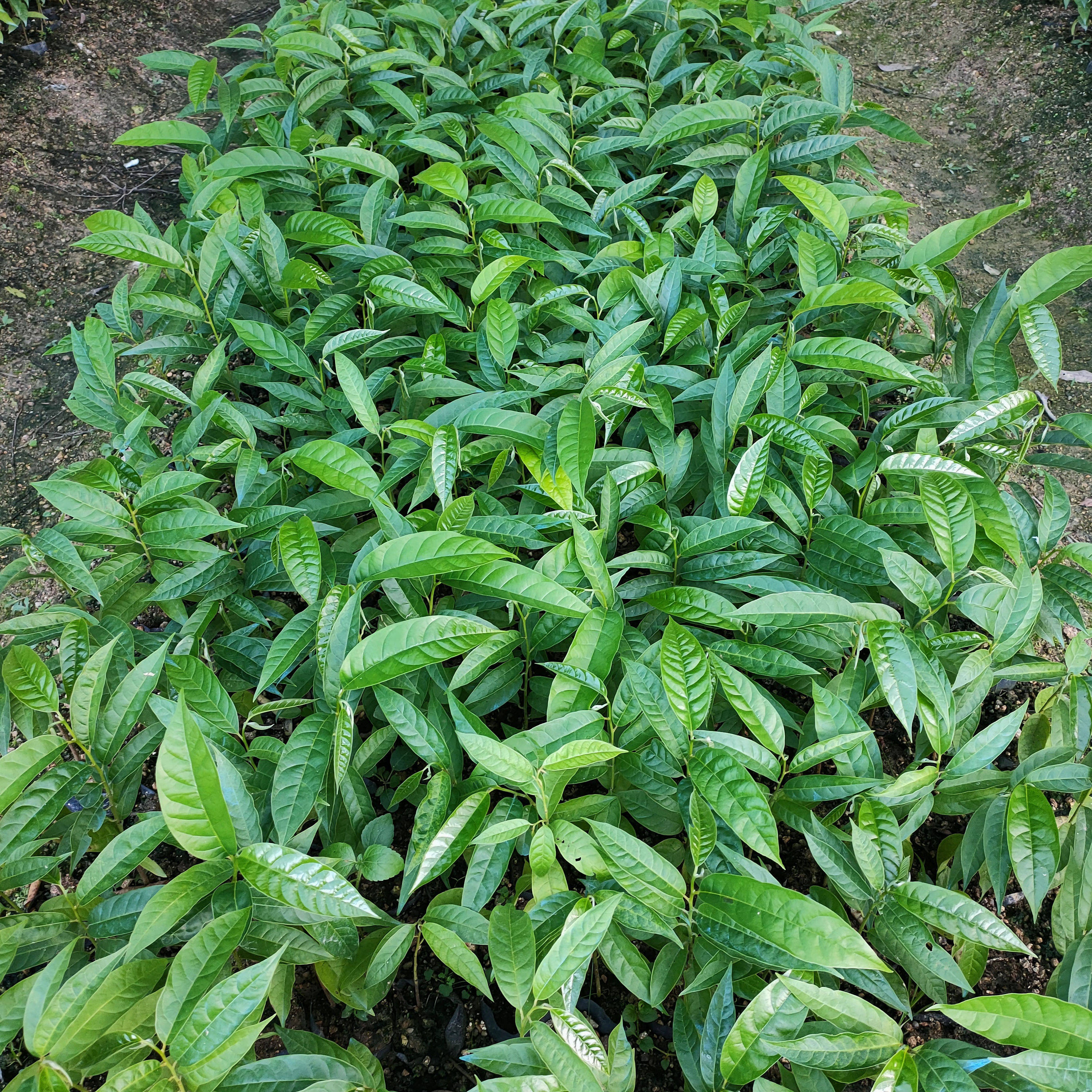 牛心果苗新品释迦稀有高端美味香甜甜水梨番果树