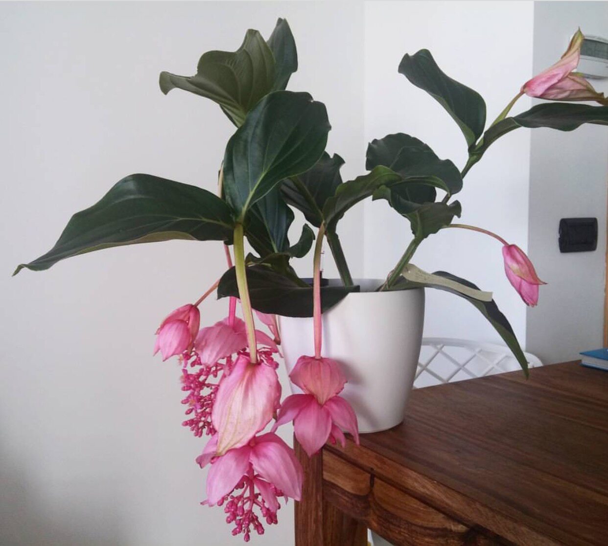 西岱岛超美花卉盆栽超长花期办公桌粉色宝莲灯母亲节时令草本花卉