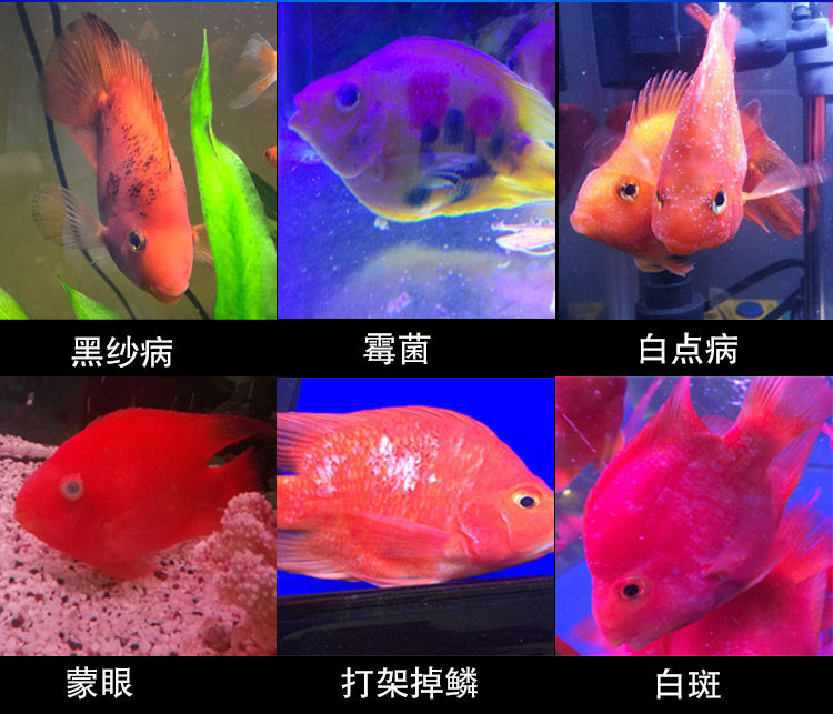 美彩血鹦鹉专用药全能红鹦鹉鱼药万能疾病治疗杀菌头洞水霉病黑纱
