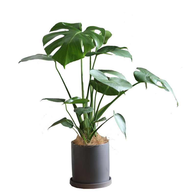 亲爱的绿植龟背竹大盆栽ins网红真花净化空气甲醛绿植