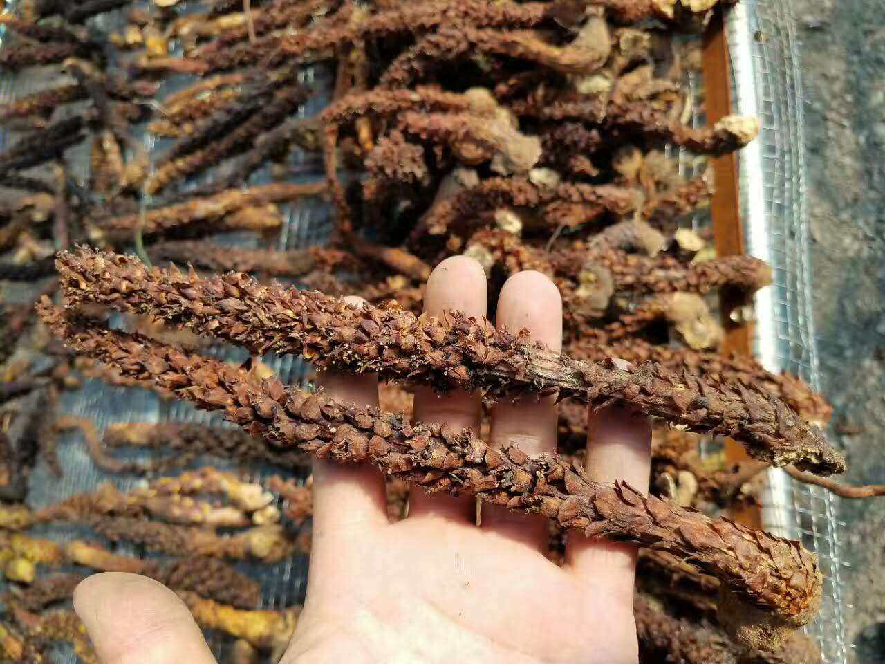 大兴安岭野生不老草山苞米米列当科整根草苁厘米不老草