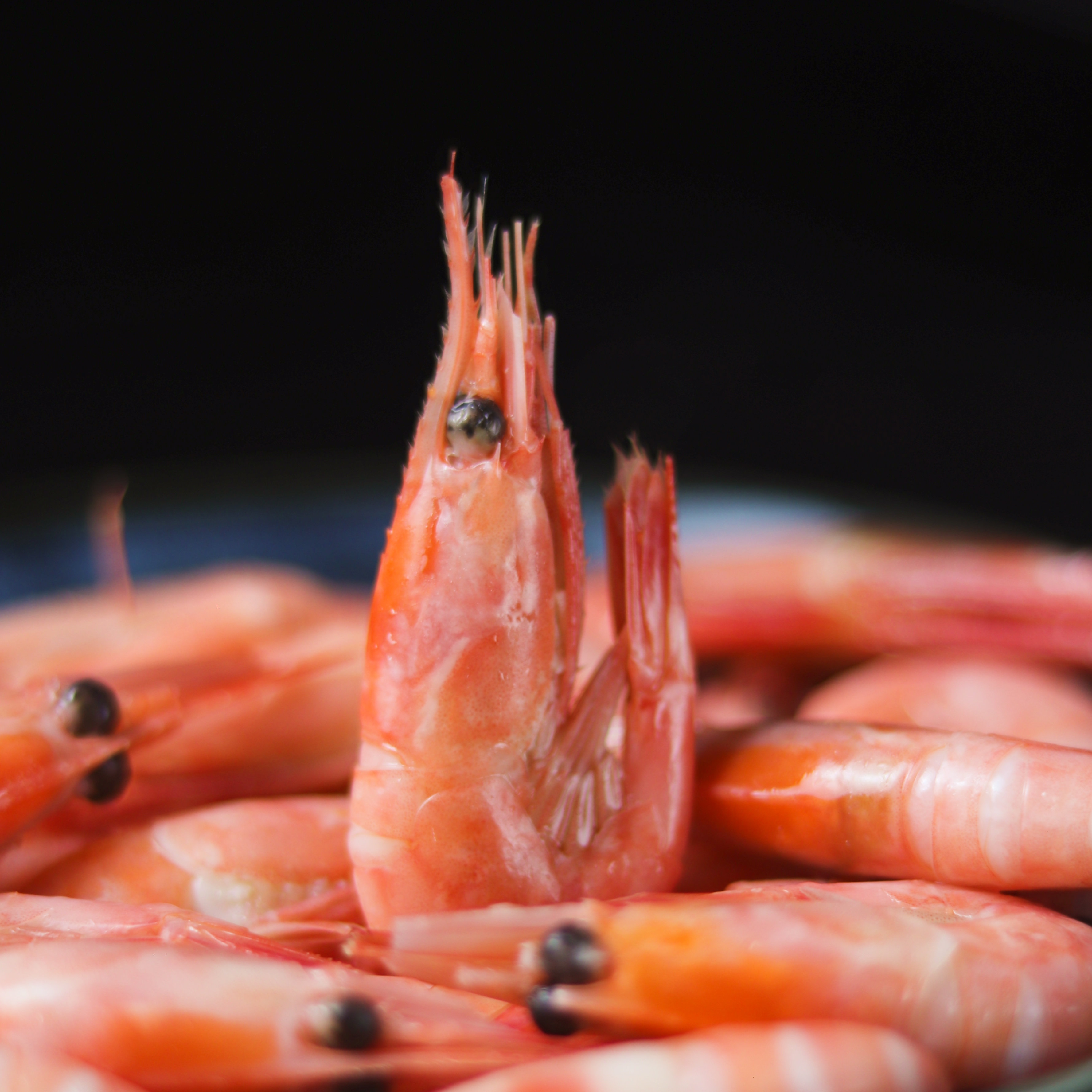 新货大号头籽北极熊北极甜虾7090整箱5斤大虾冻虾