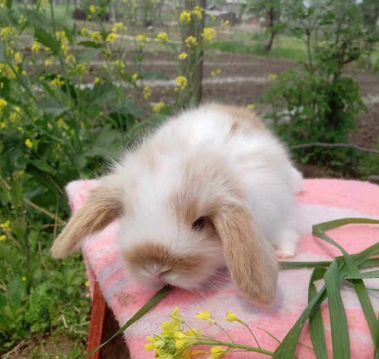 黄白垂耳兔宝宝 健康活泼的兔宝宝 疫苗已打呢!