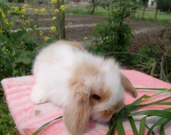 黄白垂耳兔宝宝 健康活泼的兔宝宝 疫苗已打呢!