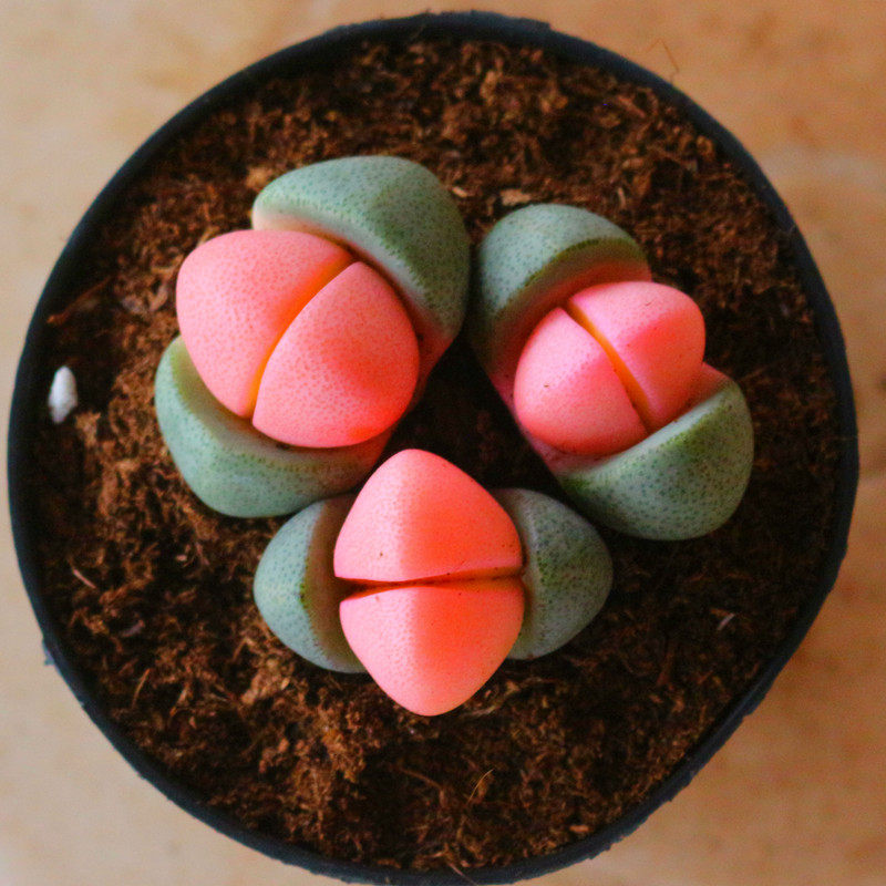 新品番杏科粉色元宝多肉植物稀有品种办公室阳台多肉植物