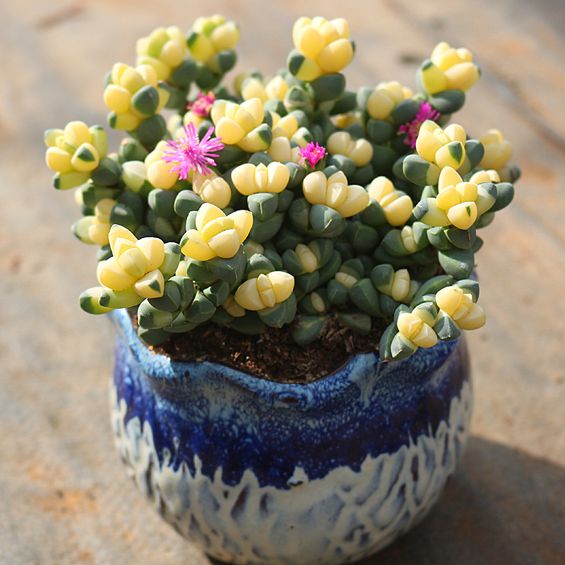 多肉满额包邮植物彩色鹿角海棠开花阳台绿植多肉植物