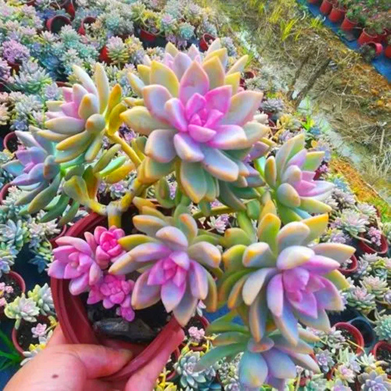 云南花卉非常美观大颗紫雾淡雪老桩含盆带土多肉植物