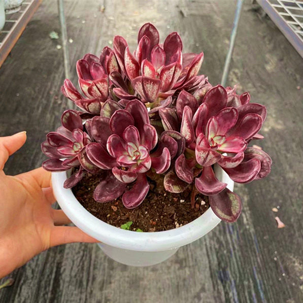 超大多头群生龙骨红司老桩多肉植物稀有精品多肉植物