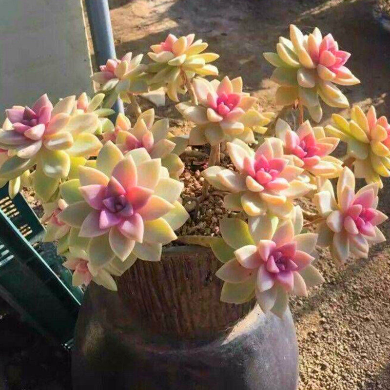 云南花卉非常美观大颗紫雾淡雪老桩含盆带土多肉植物