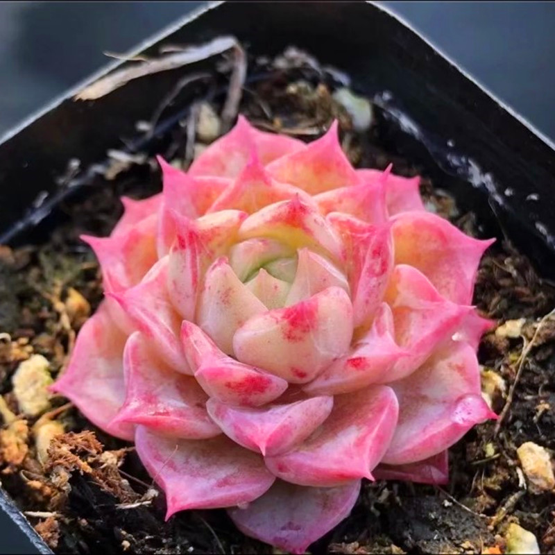 云南小海螺多肉植物非常美观稀有品种办公室桌面多肉
