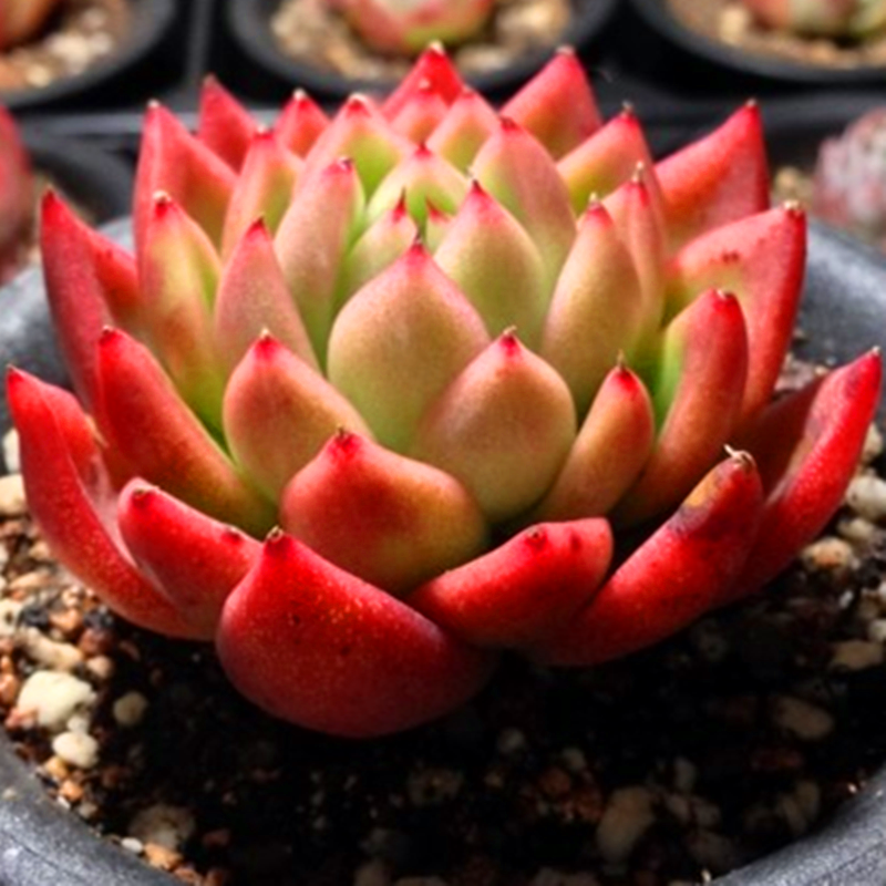 红冬云多肉植物稀有罕见品种带盆栽好精品肉肉花卉绿植满额包邮