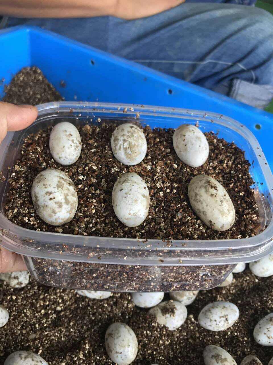 锦龟乌龟蛋可孵化受精蛋草东部西部鳄鱼火焰龟