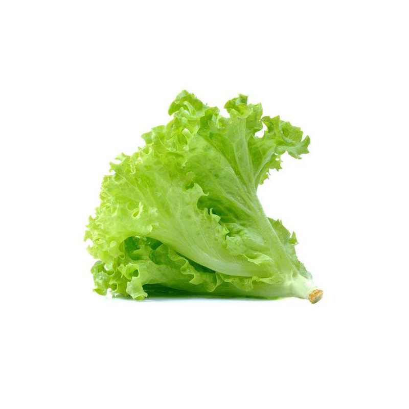 生菜新鲜蔬菜农产品罗马生菜沙拉即食现摘农家时令四季生菜300克