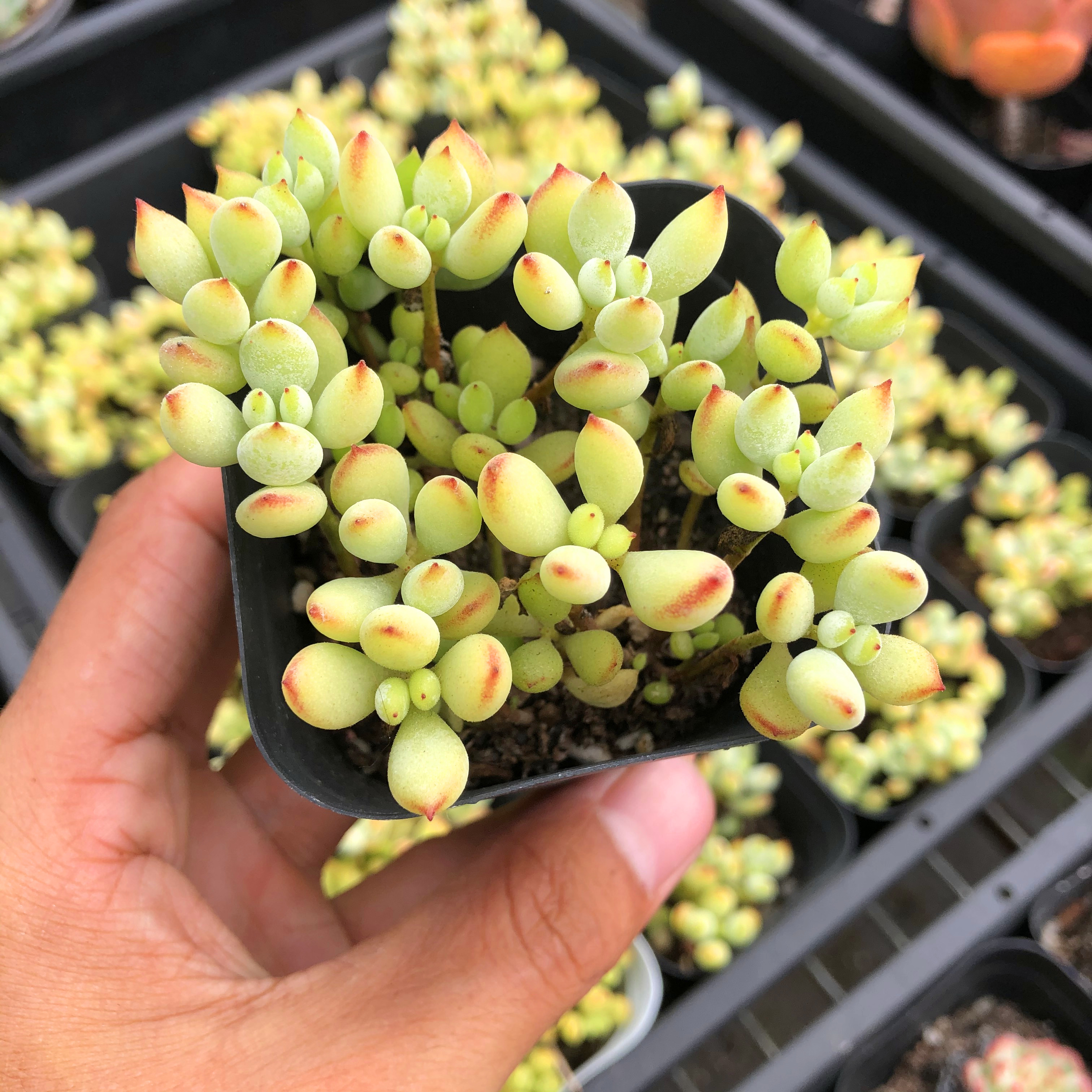 达摩福娘老桩群生进口多肉植物组合盆栽阳台多肉植物