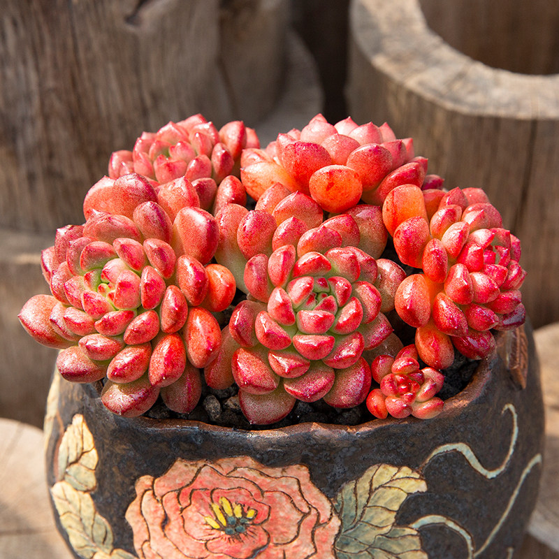 多肉植物红宝石群生老桩组合盆栽新手好养防辐射多肉植物
