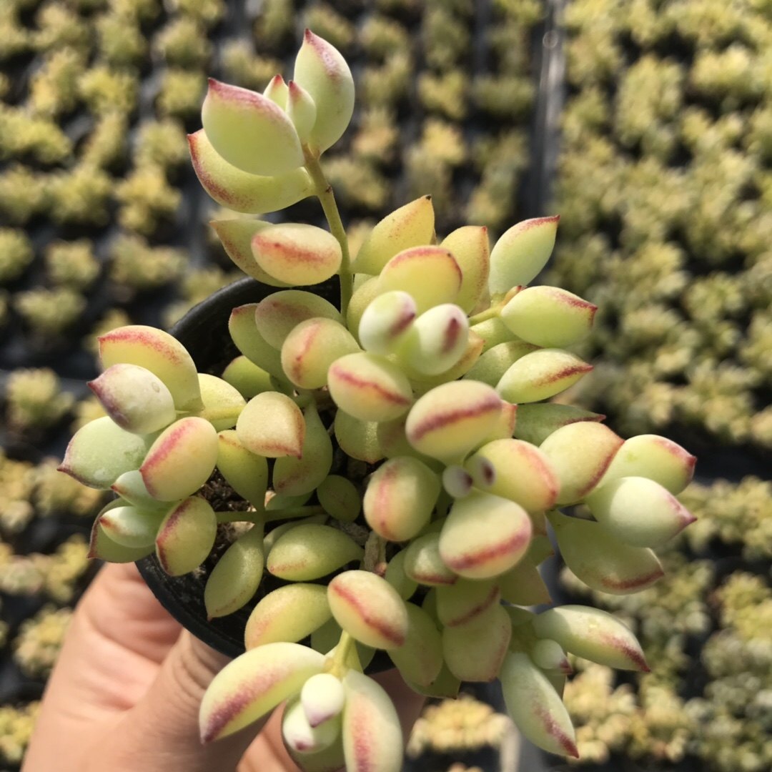 达摩福娘老桩群生进口多肉植物组合盆栽阳台多肉植物