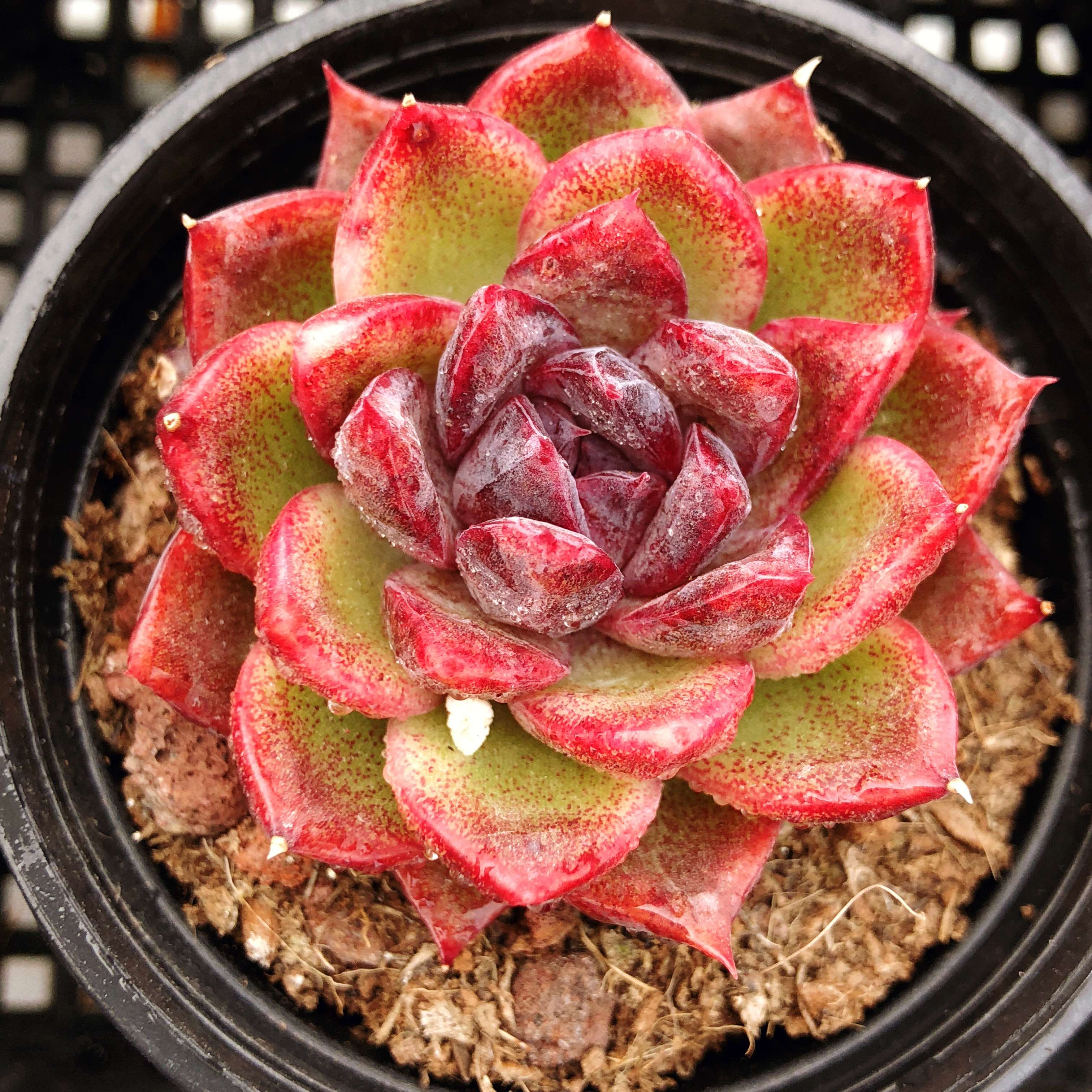 玫瑰女王多肉植物稀有品种办公办公室室内防辐射组合多肉植物