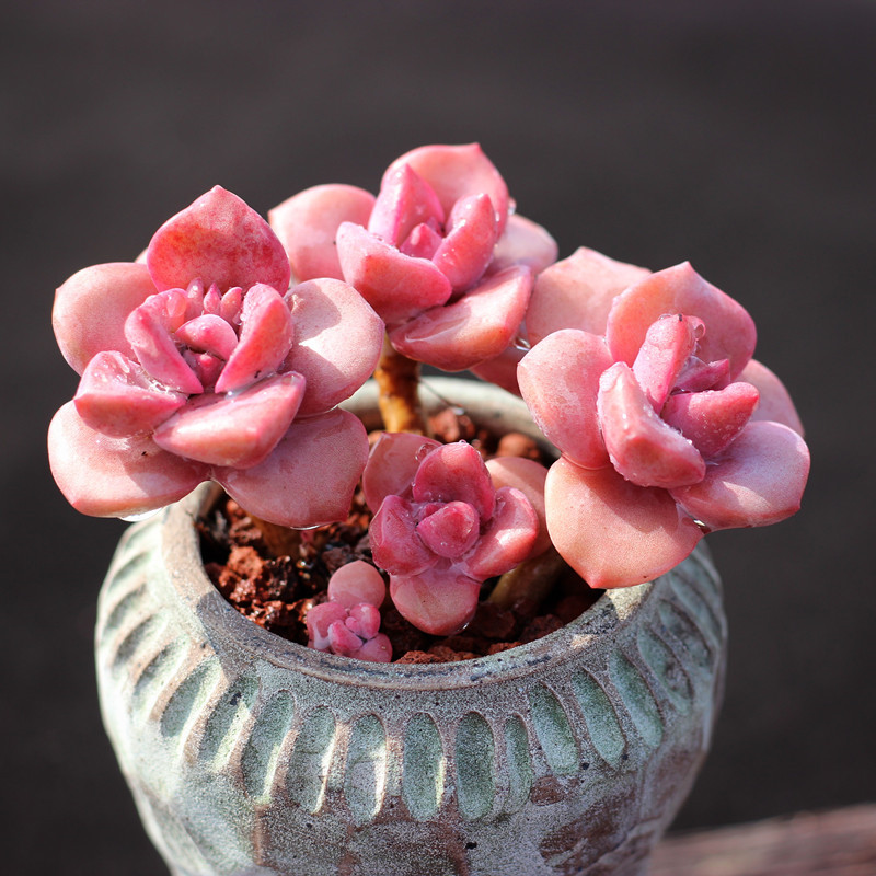 彩虹糖多植物群生多头粉色色系多肉萌肉办公室多肉植物