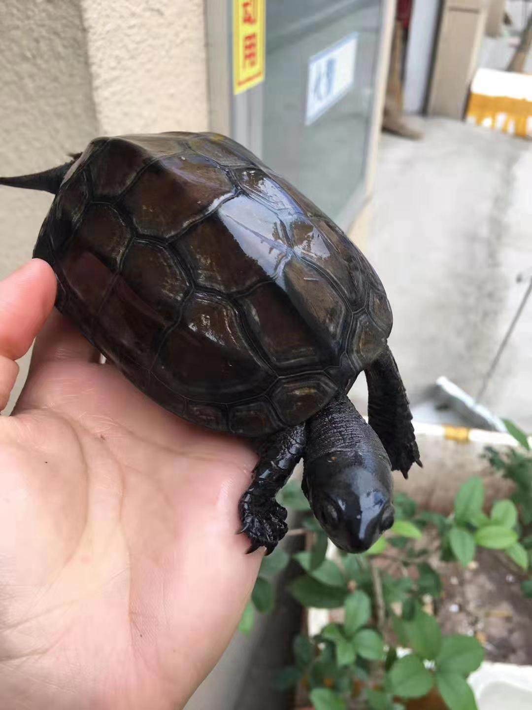 腹墨活体全黑小乌龟外塘中华龟苗镇风水招财长寿龟