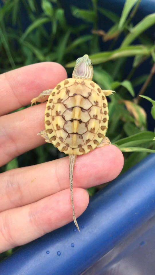 外塘珍珠宠物中华花龟台湾草龟杂交观赏龟水龟