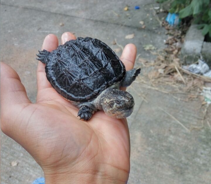 外塘北美小鳄龟拟鳄龟鳄鱼龟宠物鳄龟观赏杂佛食用鳄龟乌龟活物