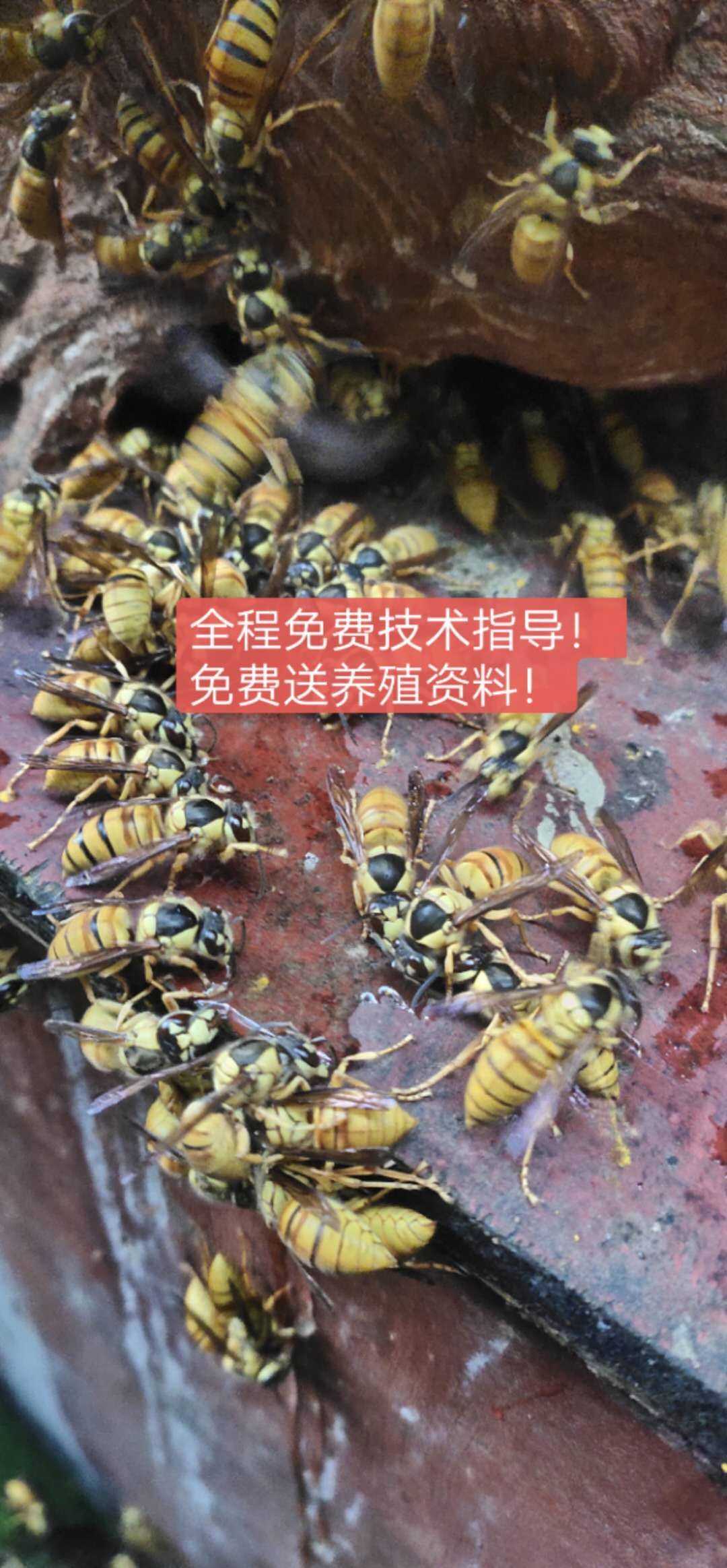 蜂王红娘马蜂王金环胡蜂黄脚虎头蜂黑盾葫芦蜂包畜牧