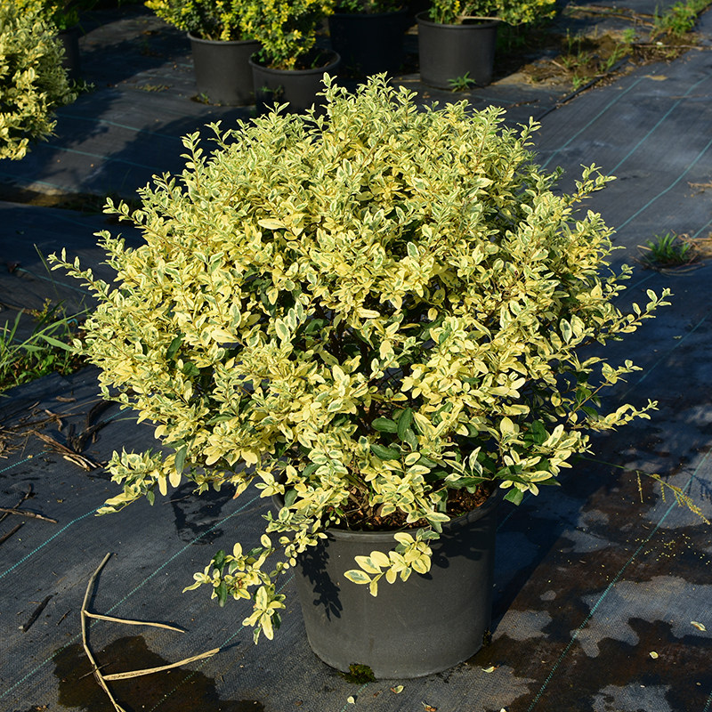 花园球类大型球类植物亮晶女贞金姬小蜡黄金构骨金宝石女贞